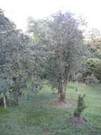 Farm House in El Penol For Sale, Medellin