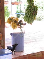 Farm for Rent in San Jeronimo photo 18