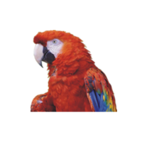 Guacamaya - this is the Mackaw. Large parrot can be seen in the wild in Medellin. Keep your eyes out, look up high, they like to hang out in treetops and make alot of noise.